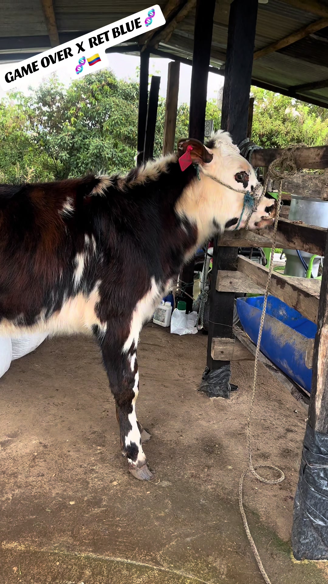 @SHARLY  🤠🐮