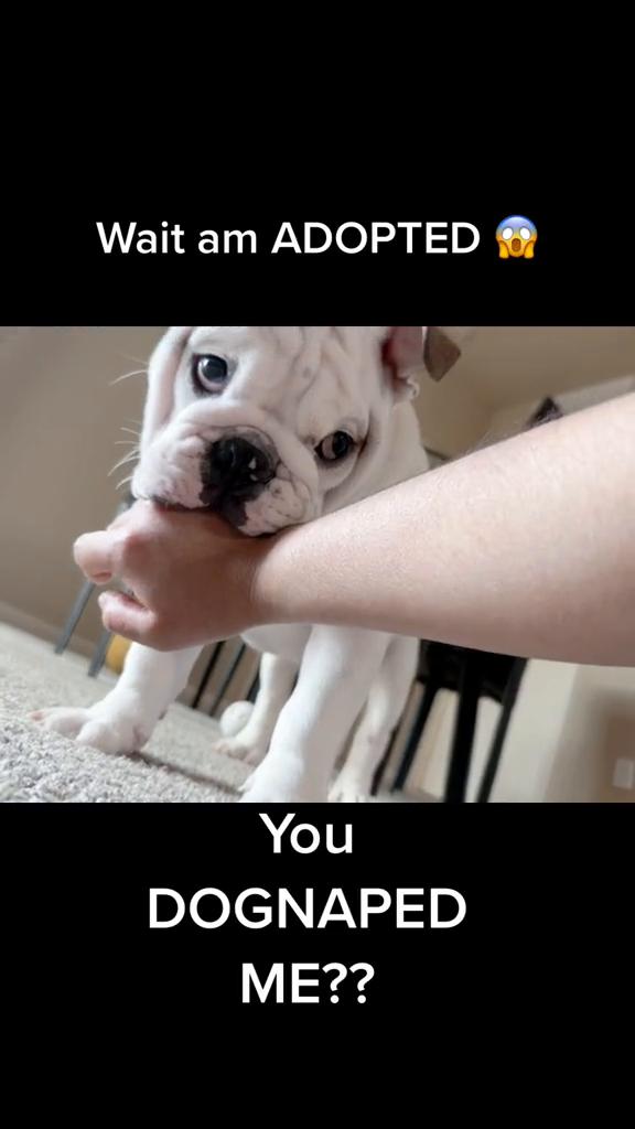 @PanchoTheEnglishBulldog