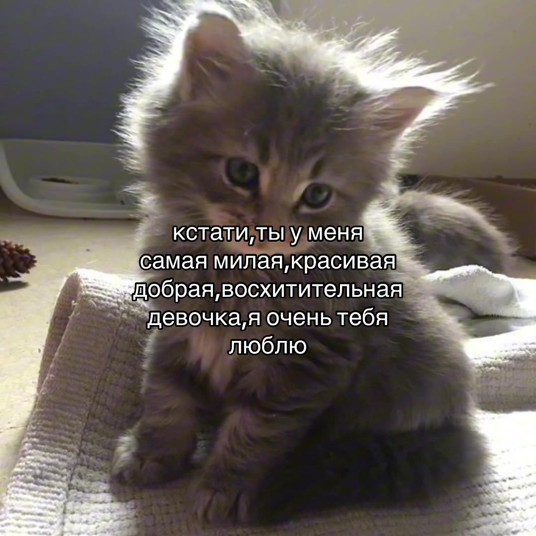 @nikitooooos