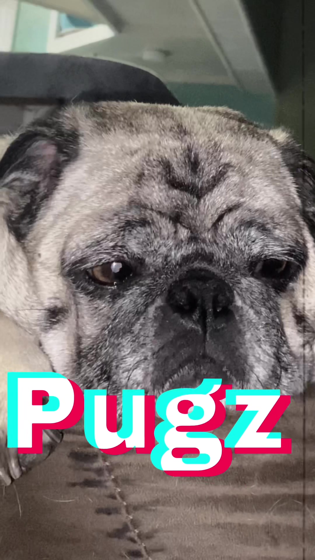 @pugloversuperhero