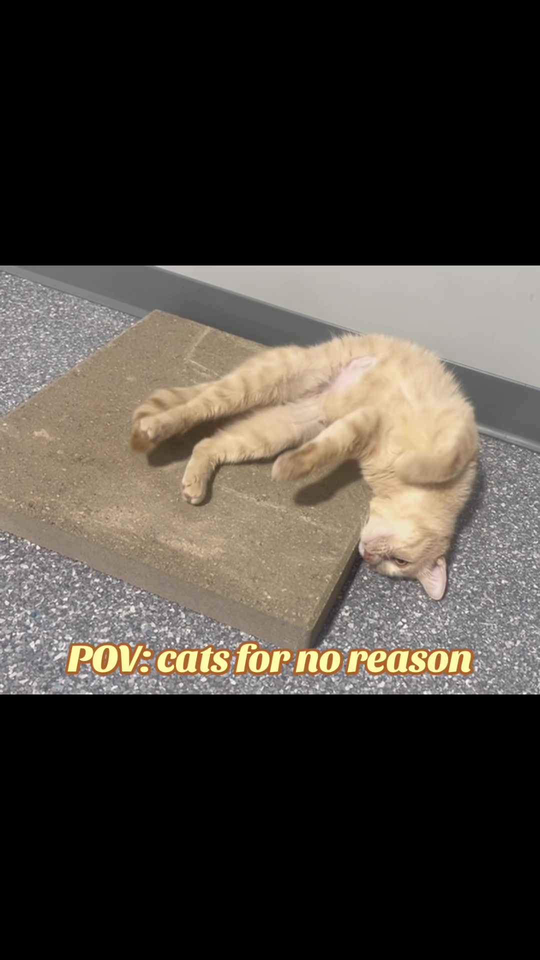 @The Fur Seasons Feline Rescue