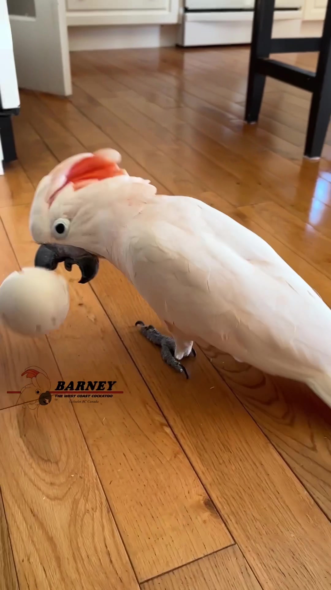 @Barney the West Coast Cockatoo