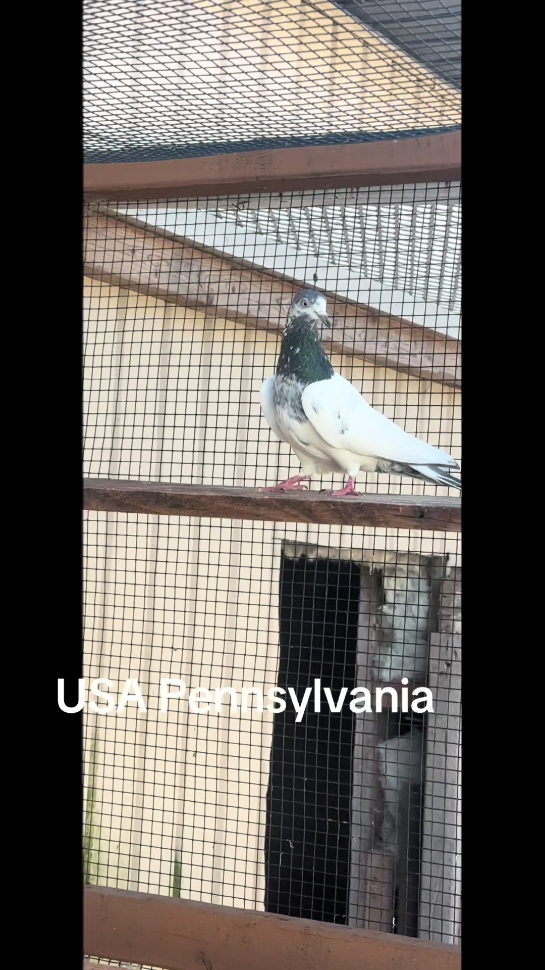 @USA 🇺🇸 Pakistani pigeon club