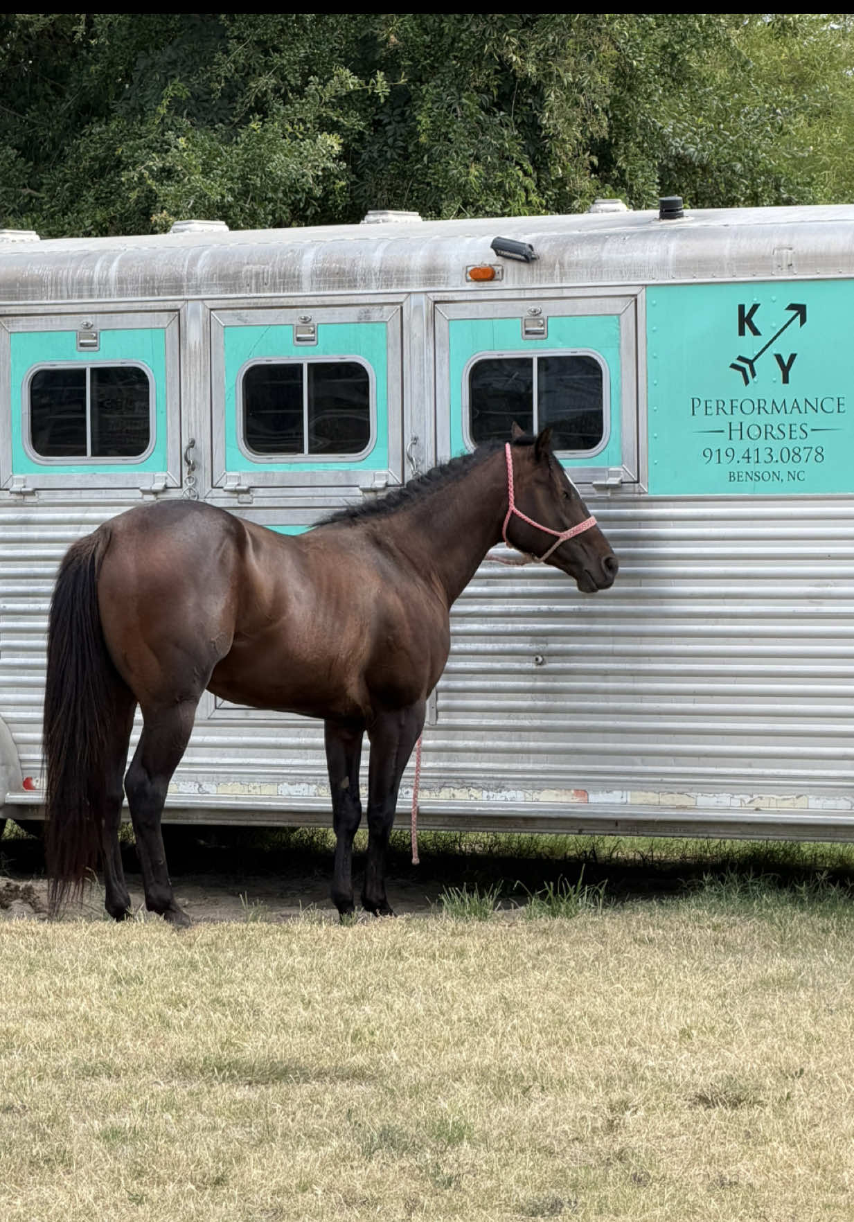 @KY Performance Horses