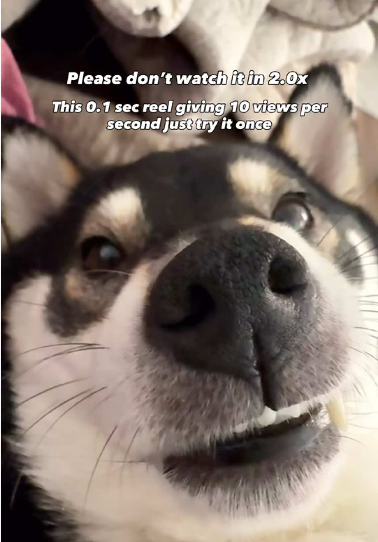 @Flock of Shibas 🐕🐕🐕