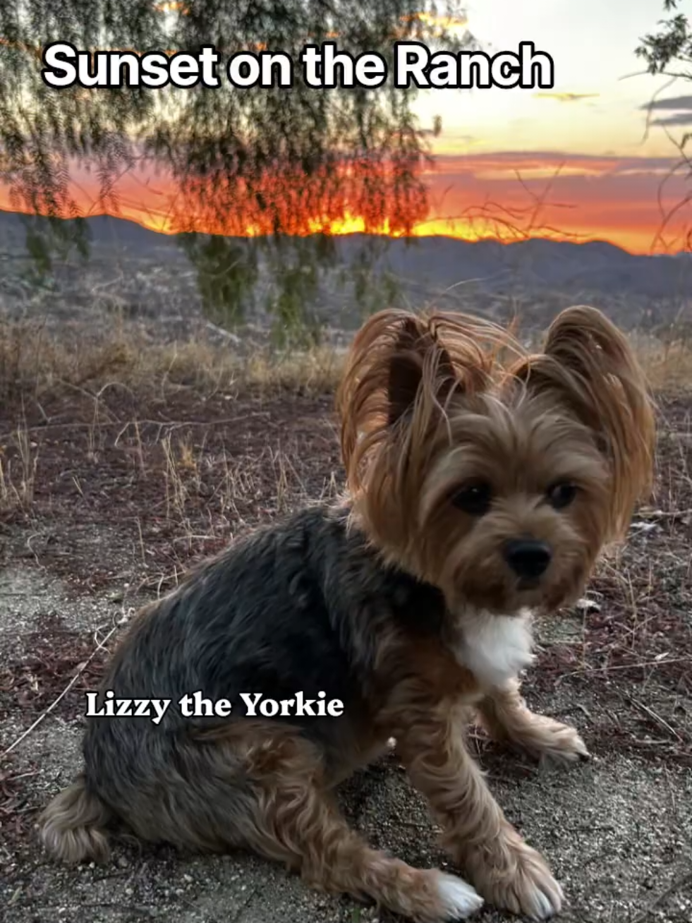 @Lizzytheyorkie