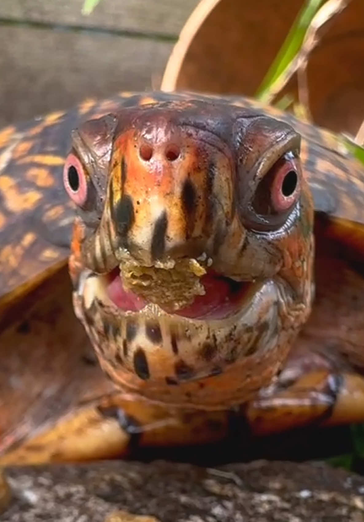 @Tommys_reptiles