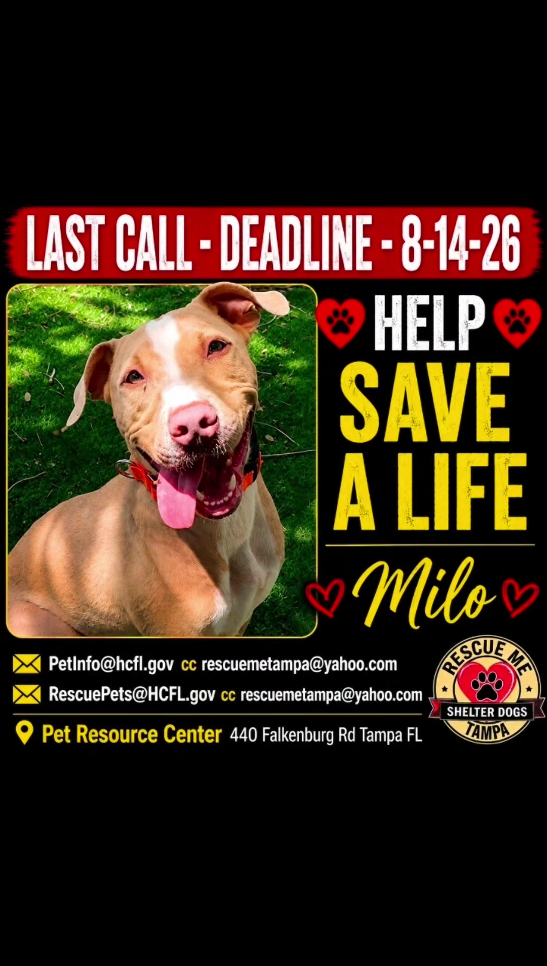 @RescueMeTampa-ShelterDogs