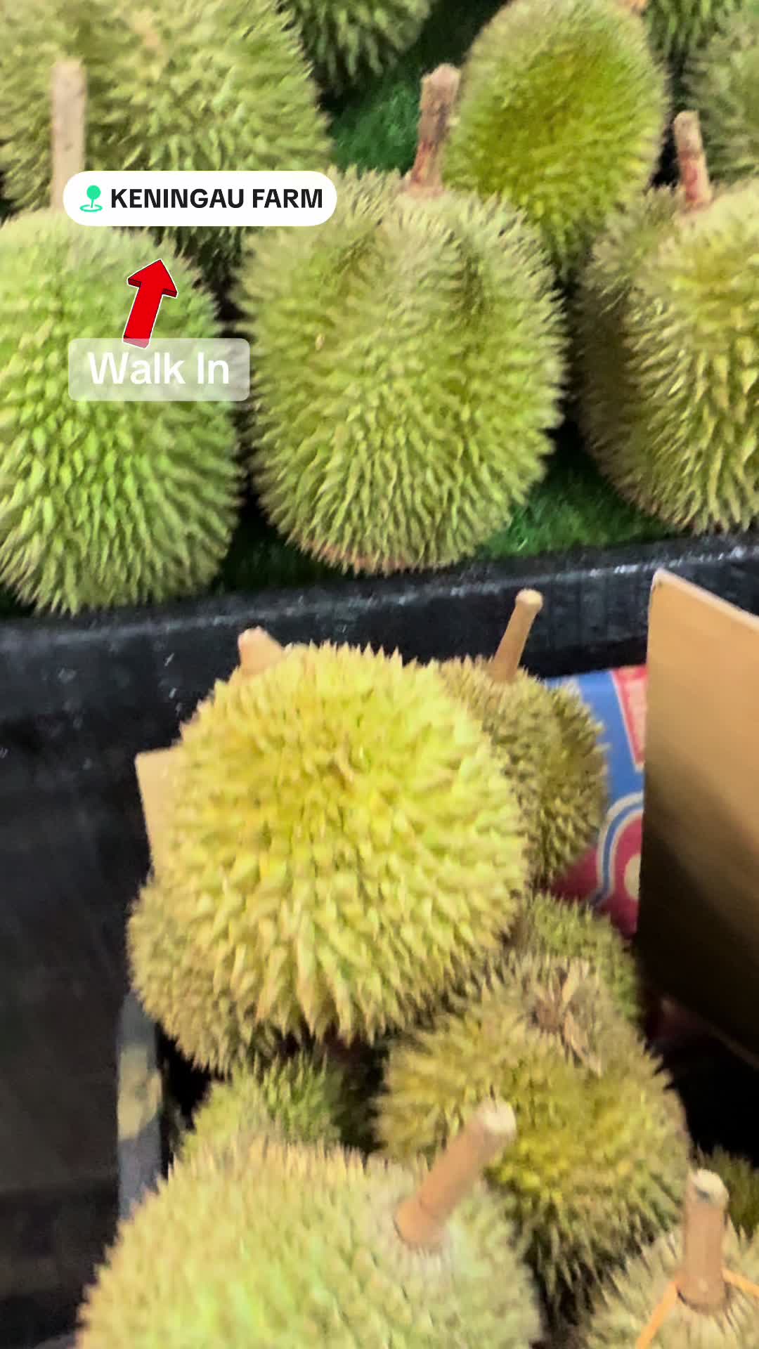 @Keningau Farm