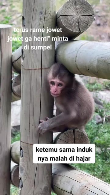 @babah zikri