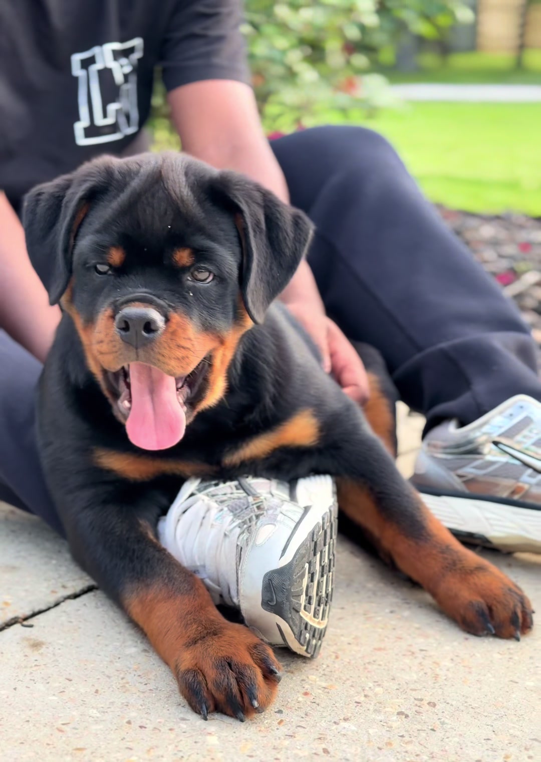 @King Vasko Rottweilers
