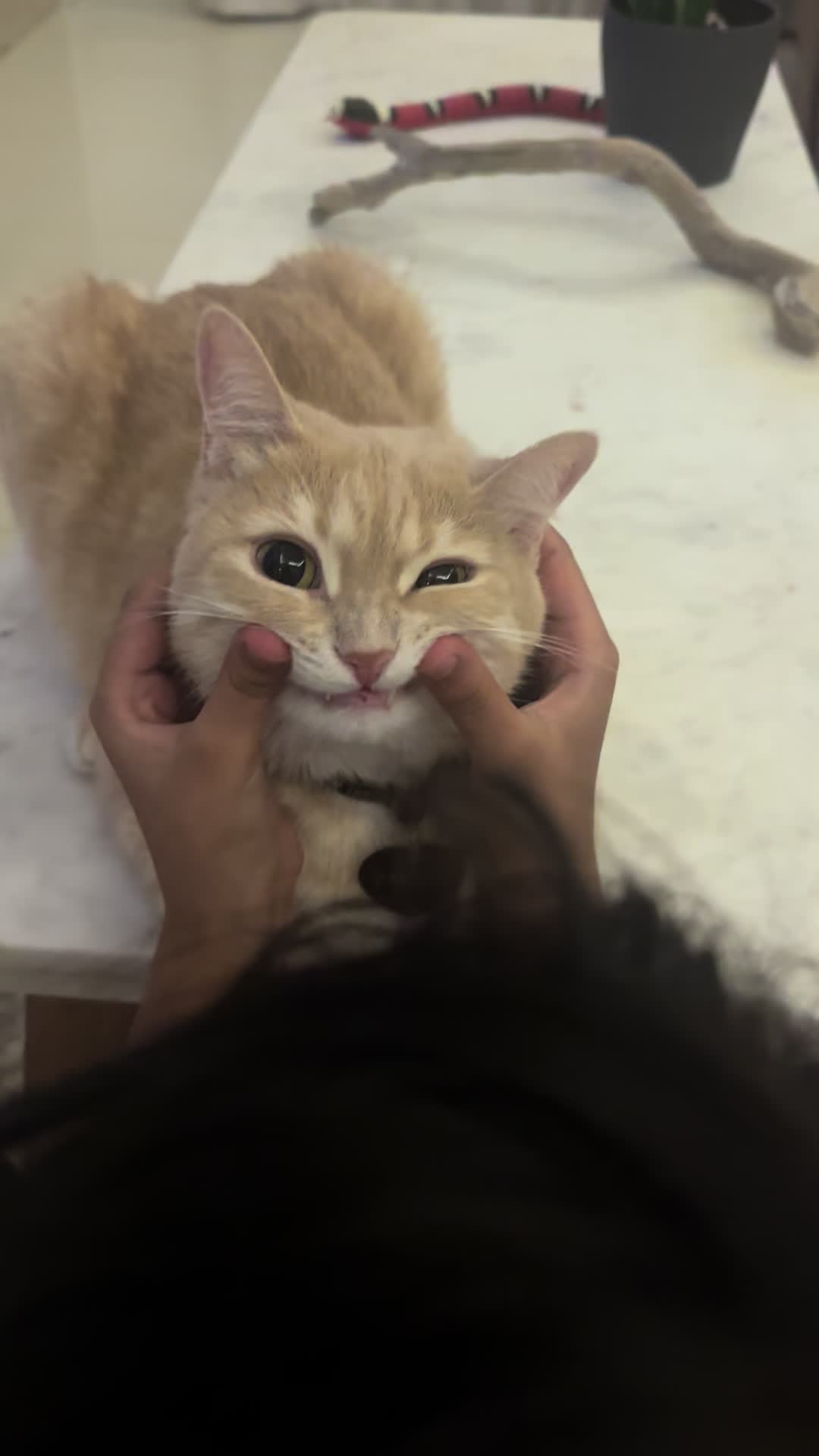 @Gandalf the Cat