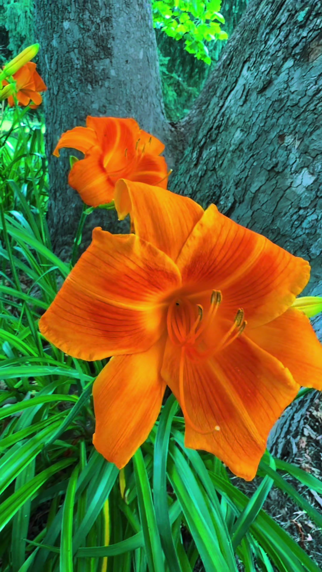 @๐ฒNature Smiles On Me๐ฒ