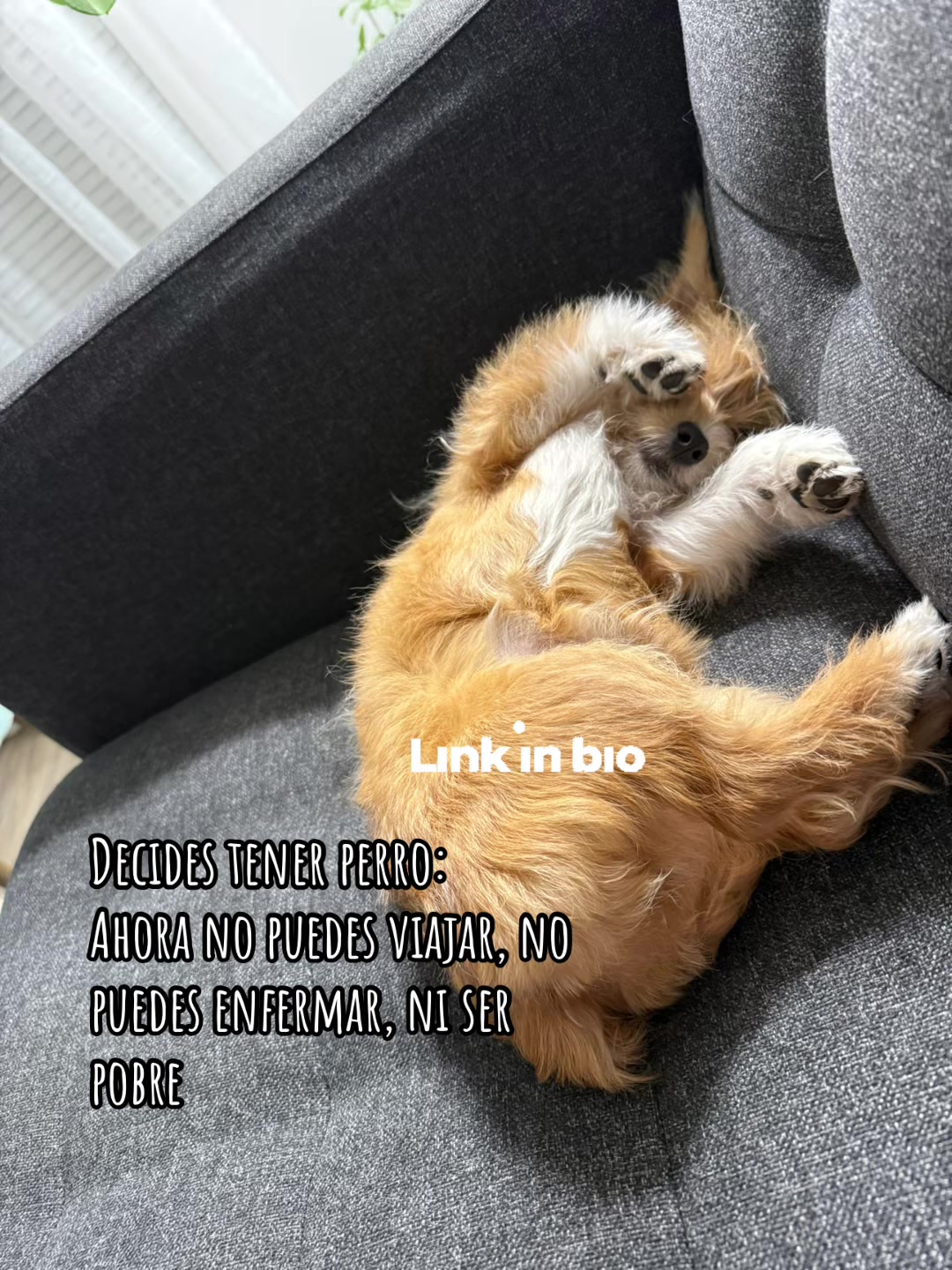 @Puppy Mynnie (Podlee + Cogi)