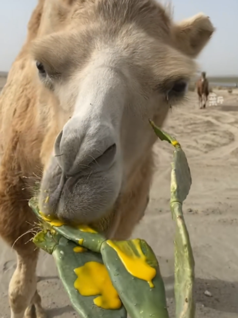 @Gislason Camel