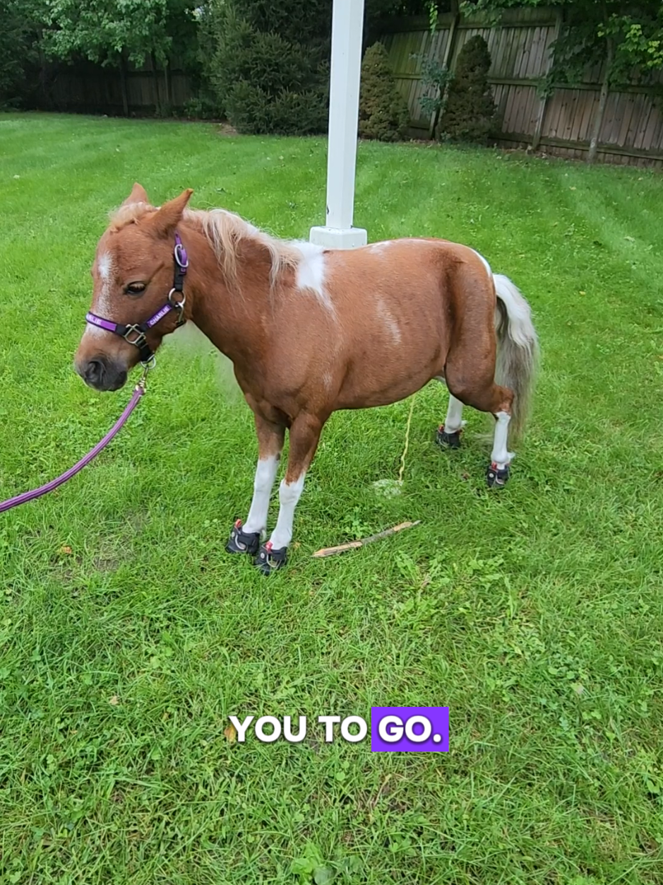 @minihorsemomandtrainer🐴🐴🐴🐴