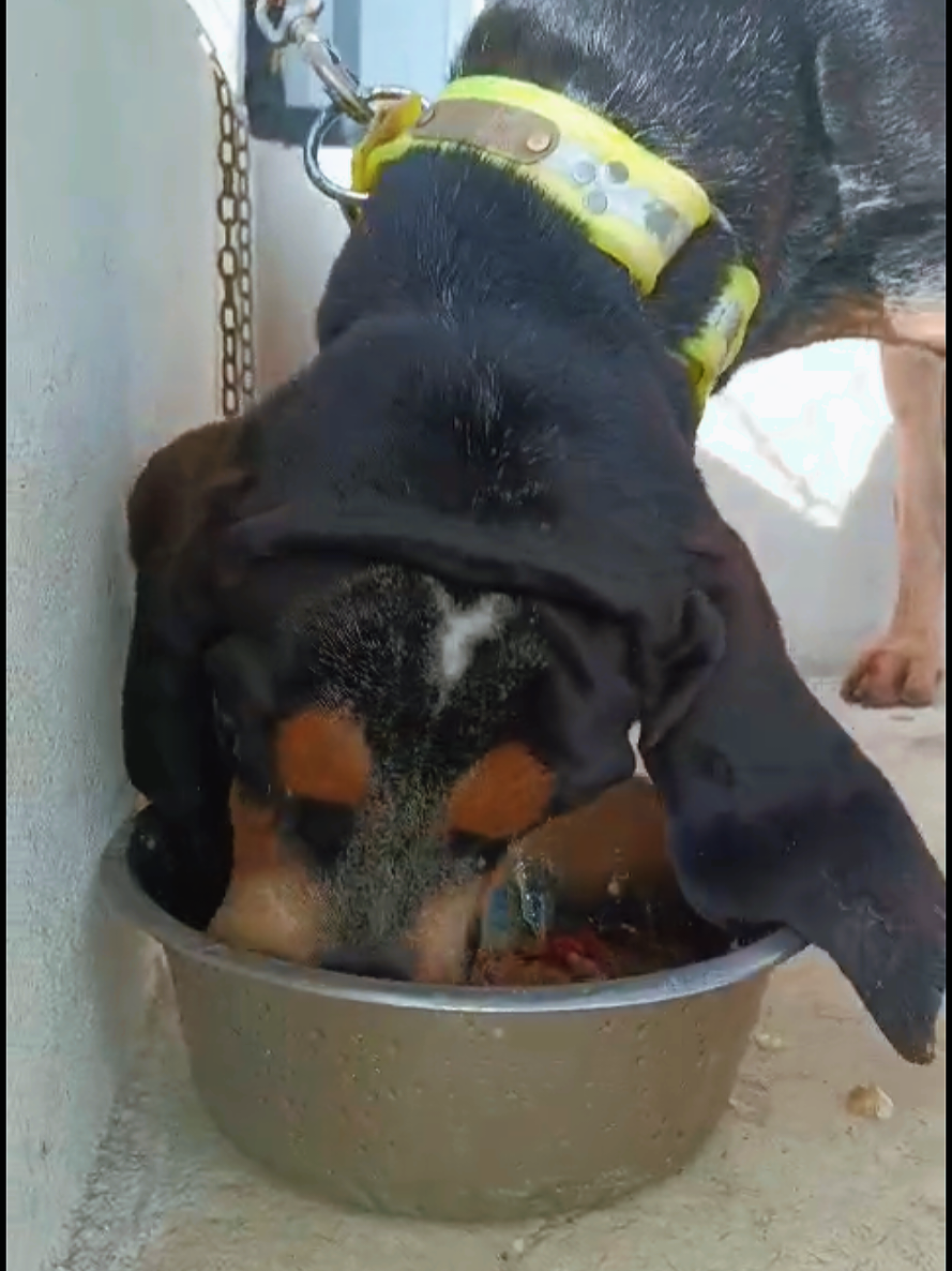 @zardos kennel veracruz