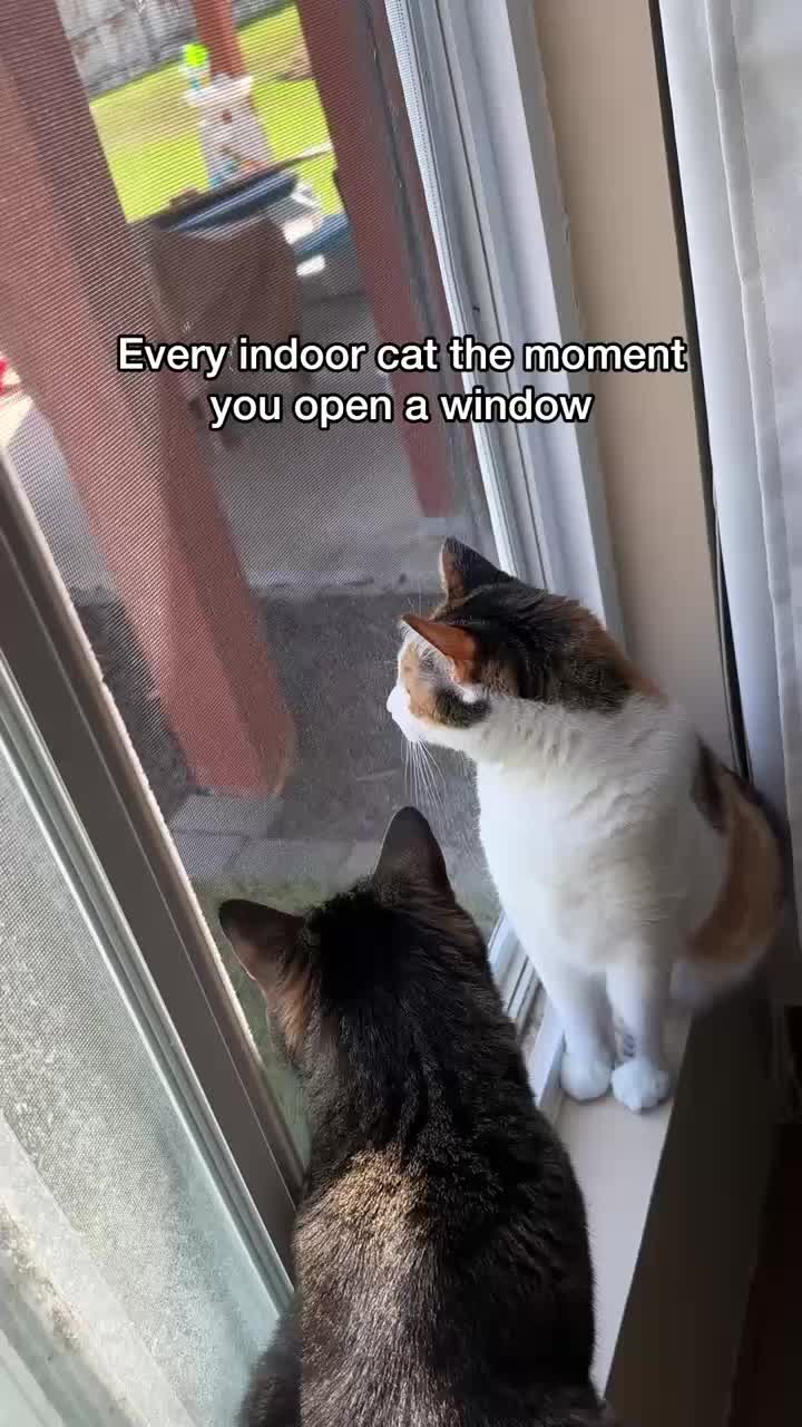 @Chip The Manx