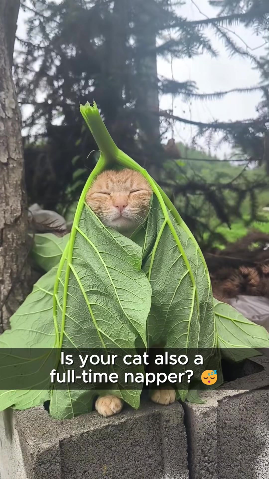 @dogandcattk2