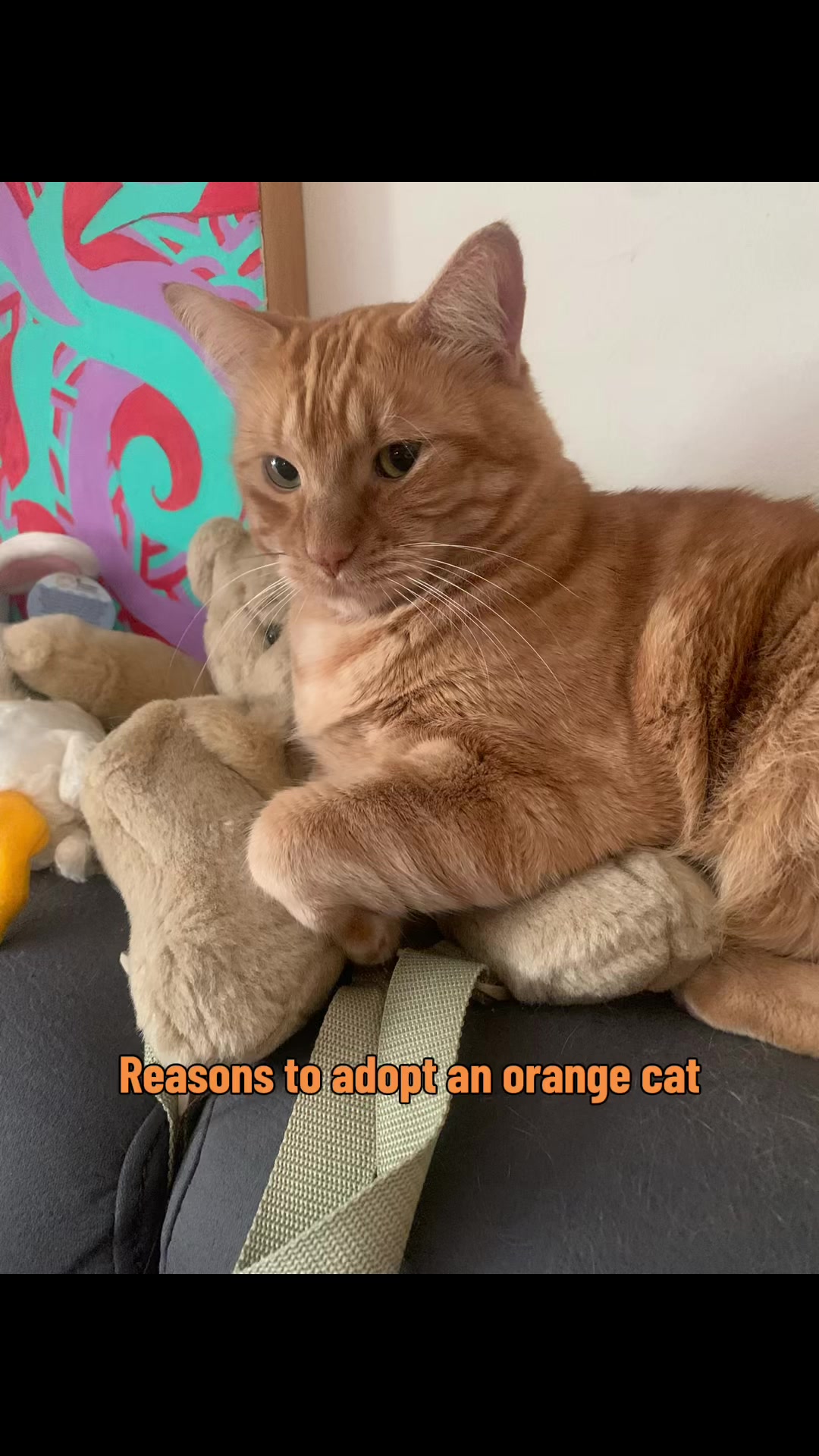 @diycatgeek (Wally & Howl)