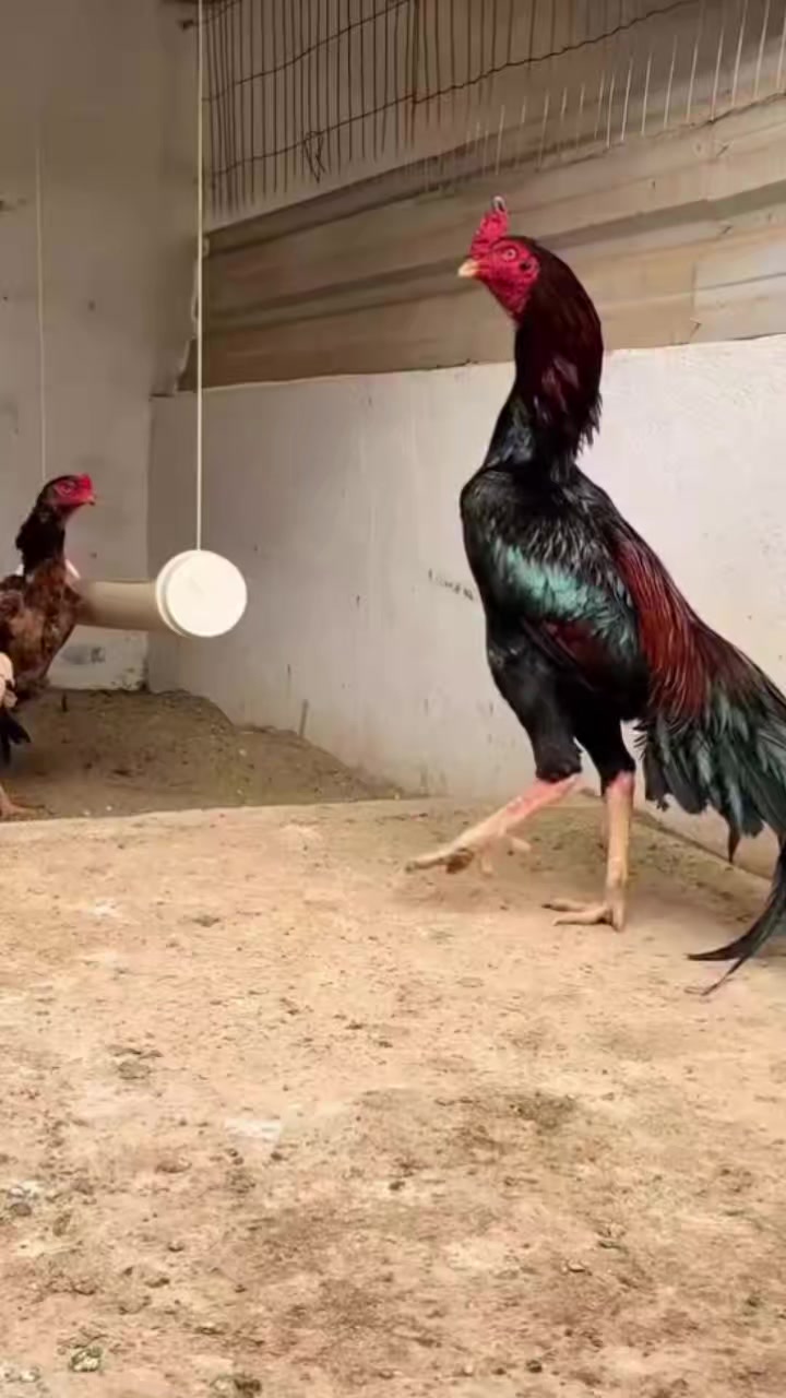 @꧁༒☬ঔৣ 𝓐𝓼𝓮𝓮𝓵ঔৣ☬༒꧂
