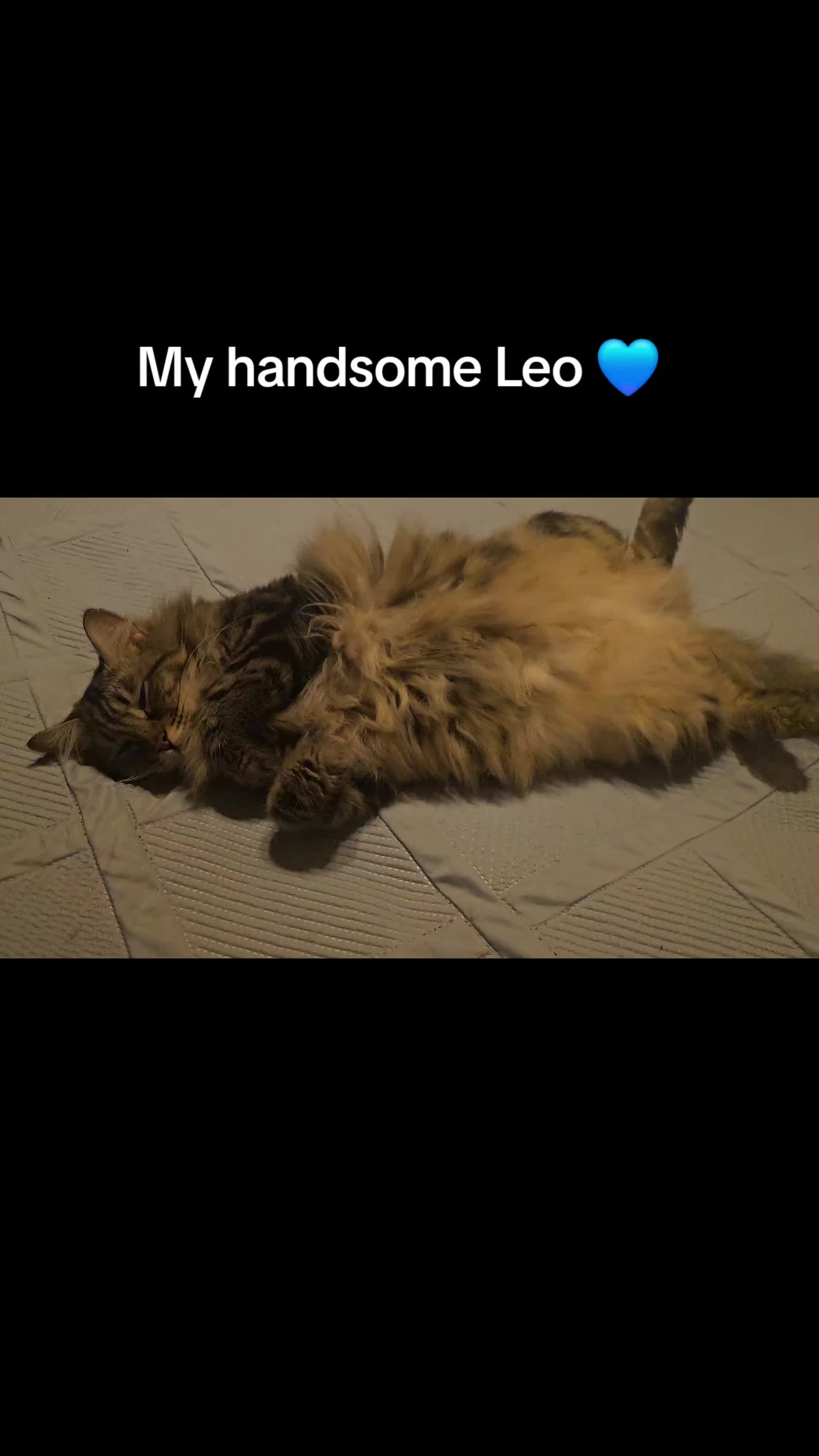 @SZamora