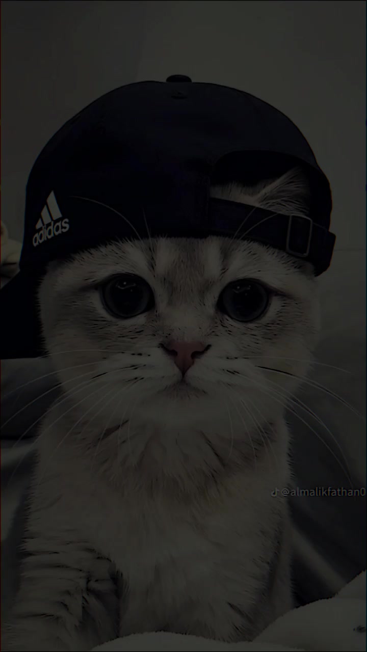 @cat _lover's