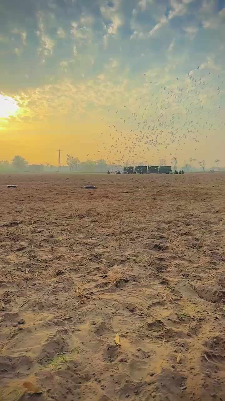 @عدیل رحمن لیہ وال کبوتر باز