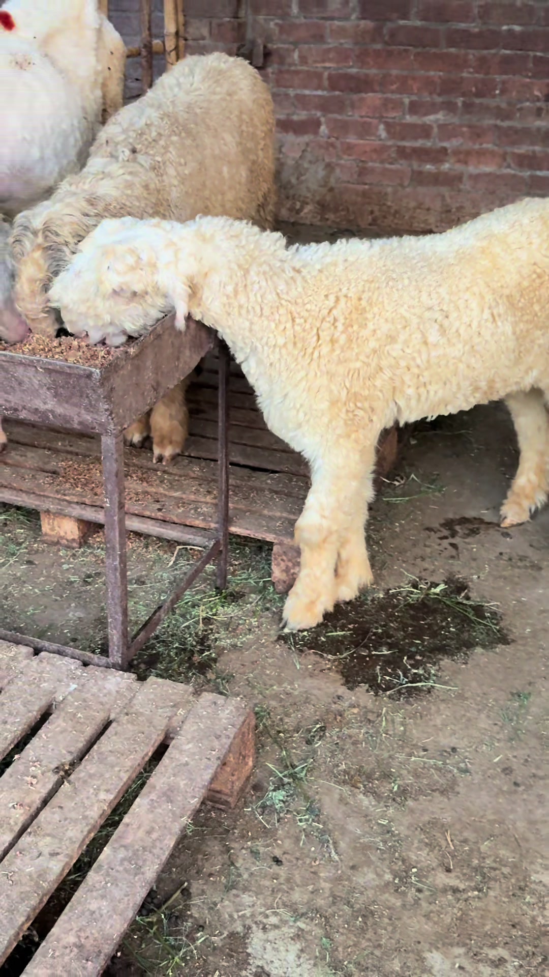 @Shiraz livestock