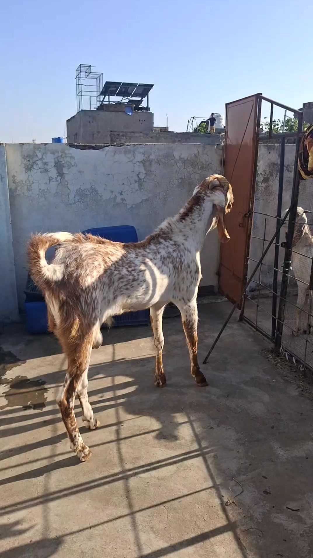 @سمیع الرحمن