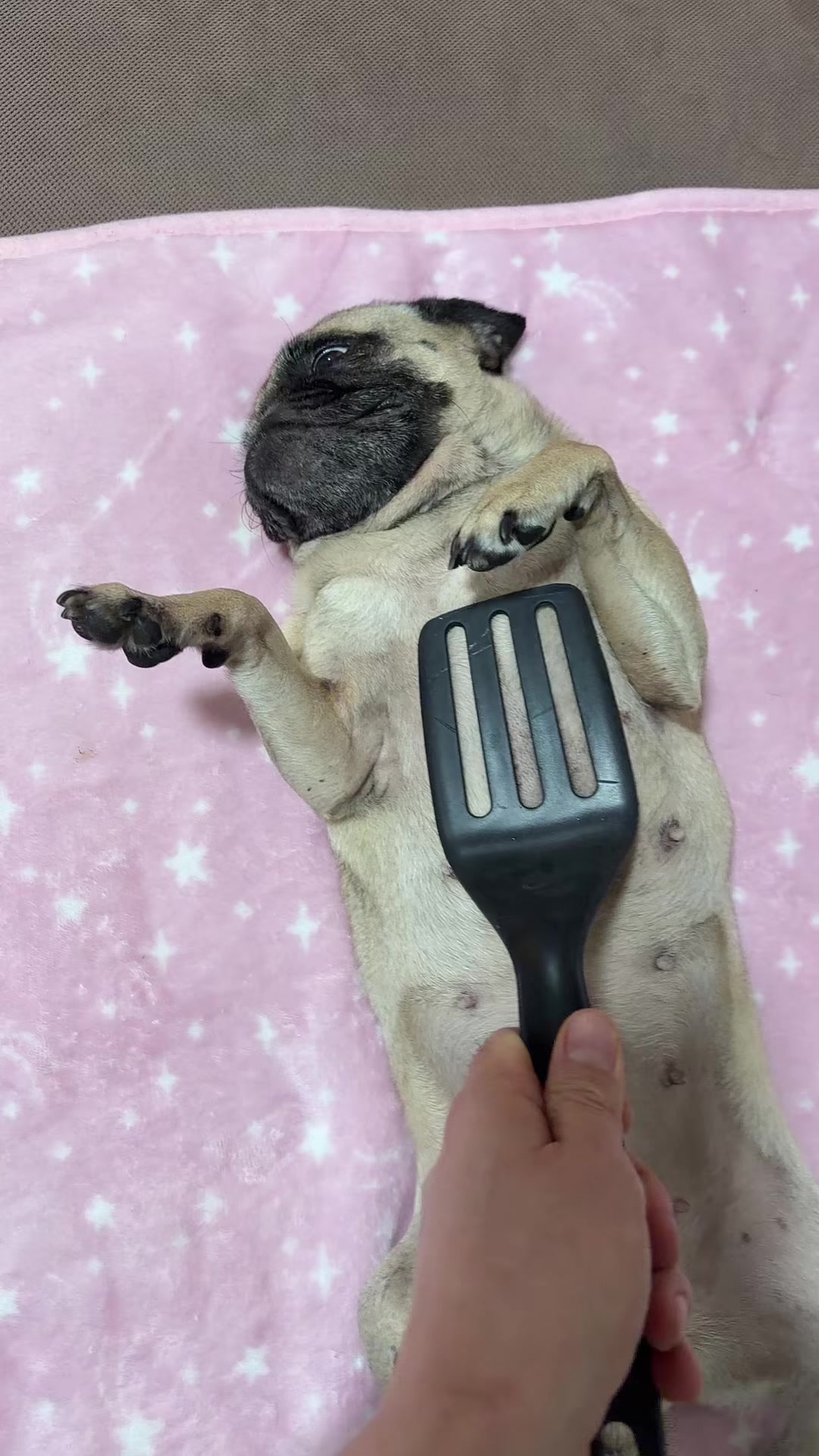 @Emma la Pug