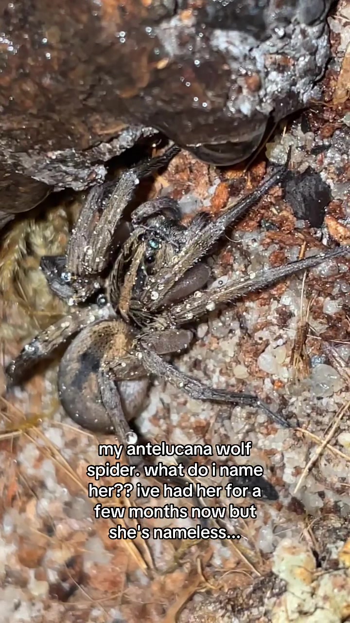 @sbuglug