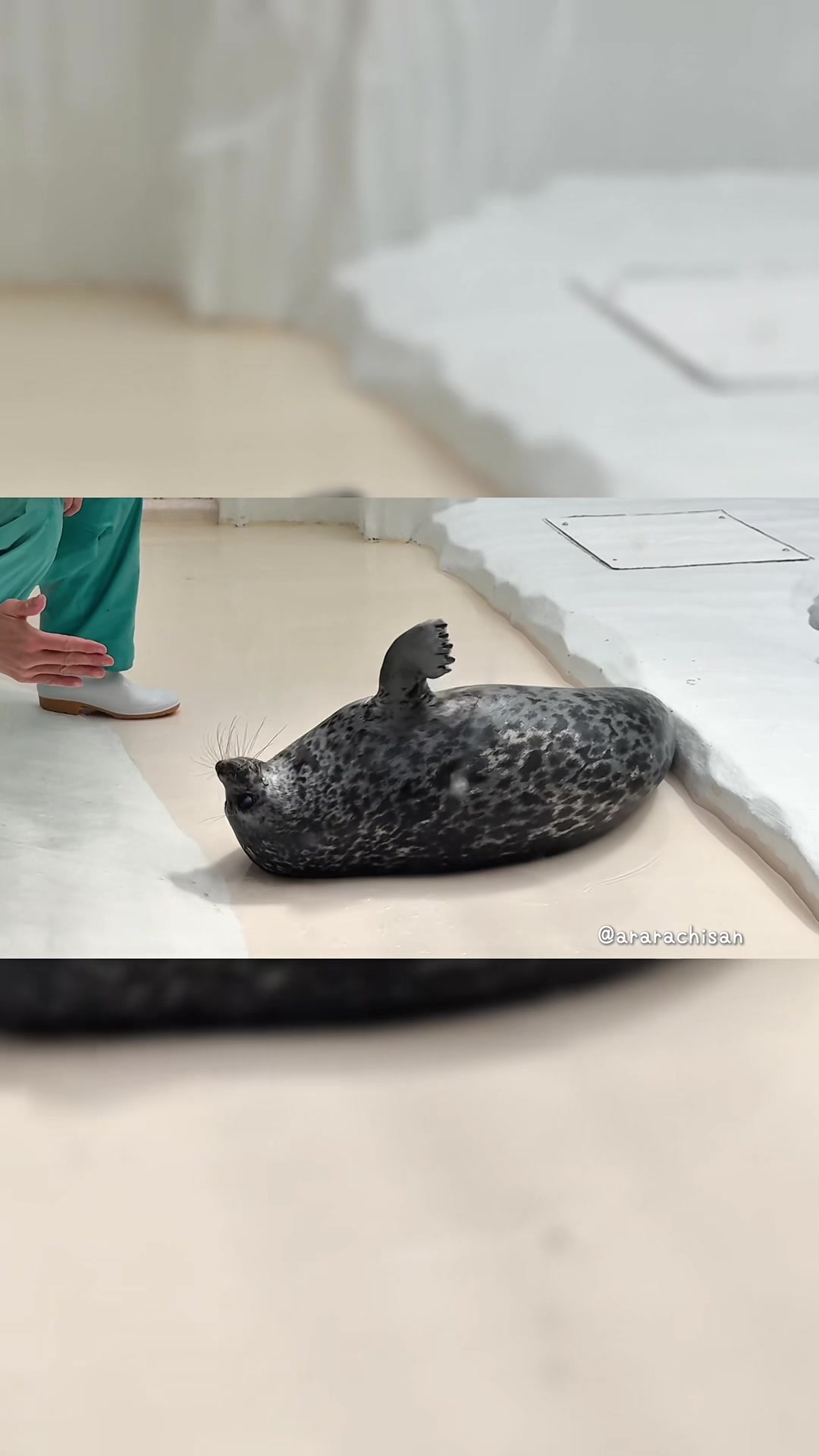 @🦭あららち🦭 | 毎日アザラシ補給