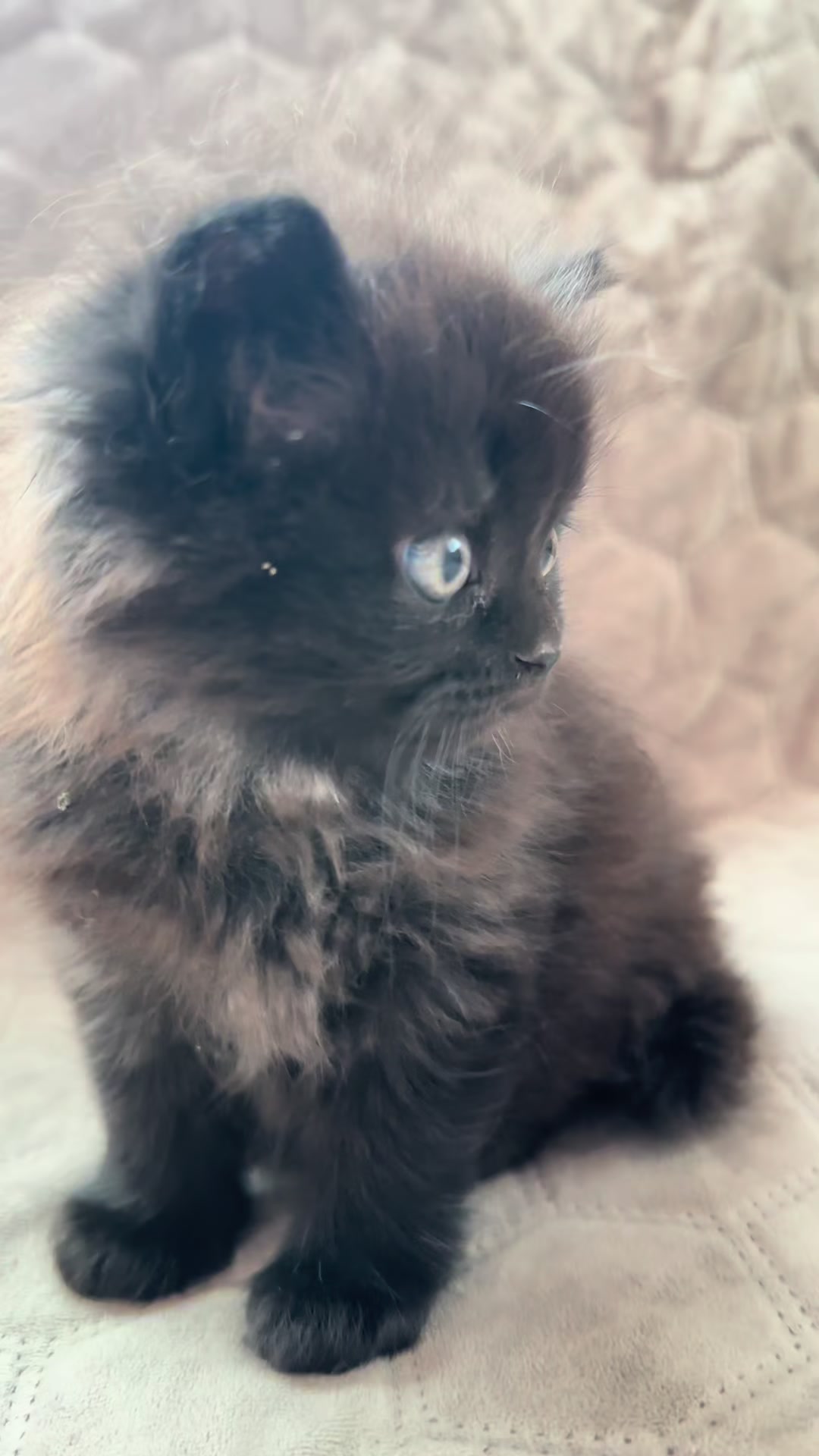 @cat.sheri.kittens