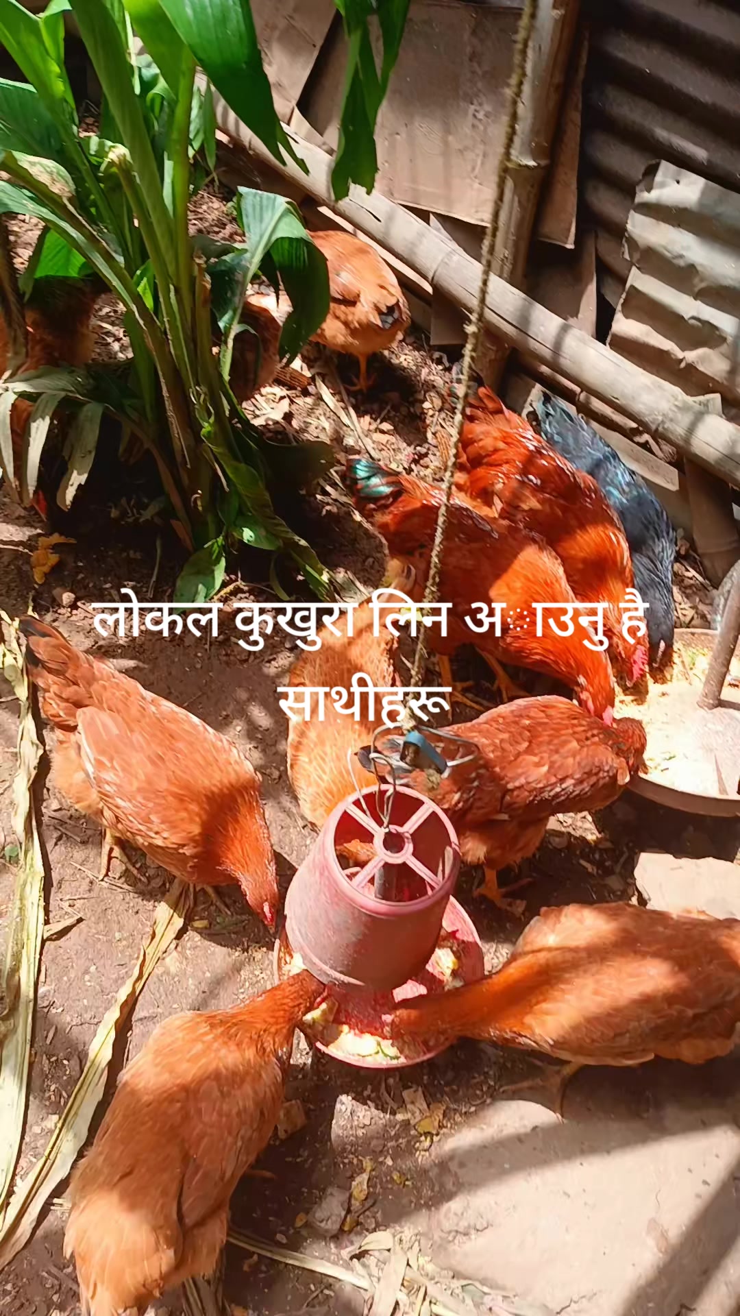 @Kumri