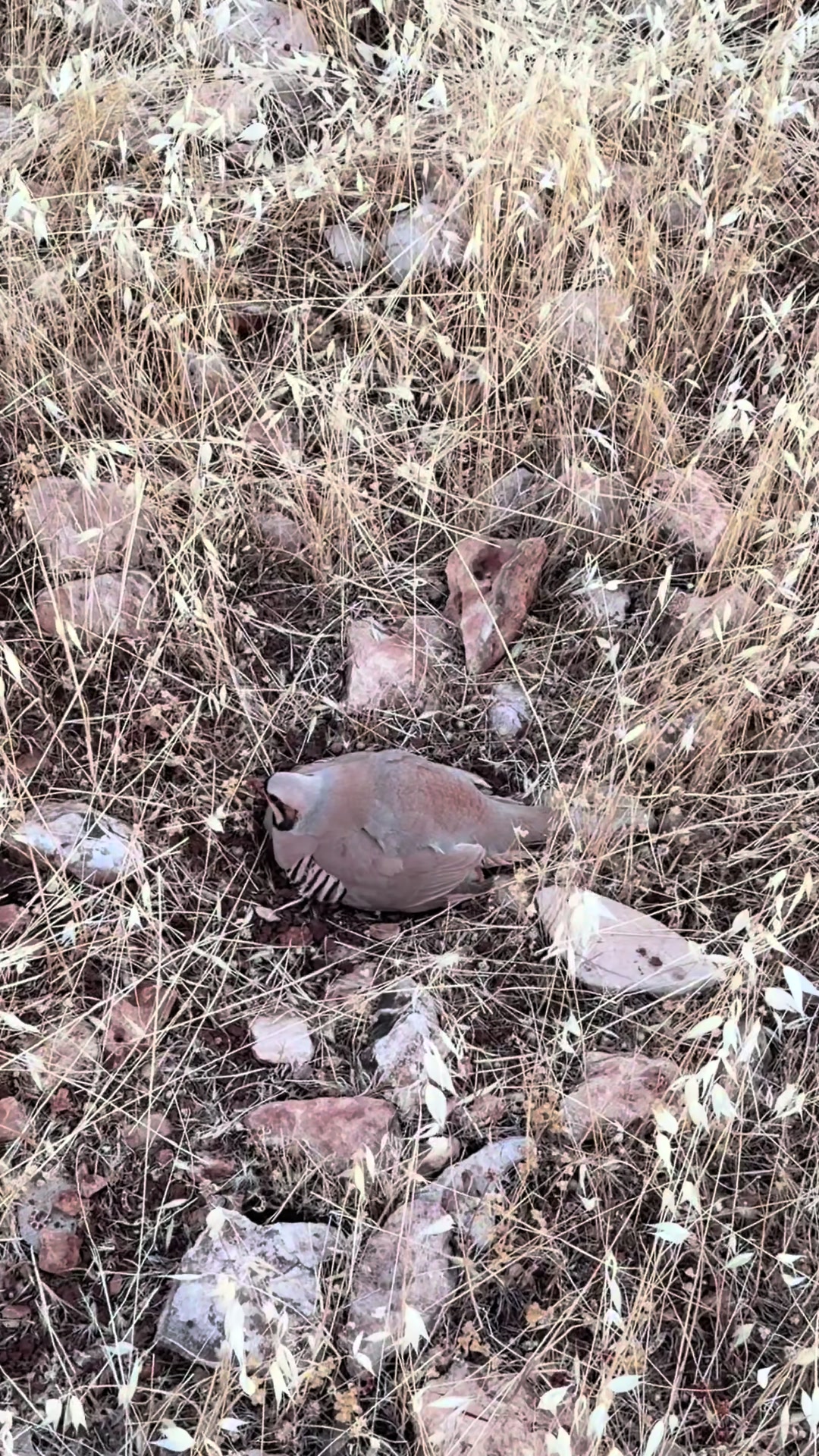 @VEDATDOĞAN2147