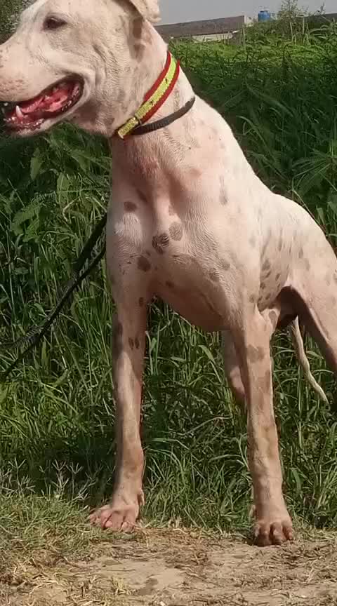 @Peshwar Dogs Center