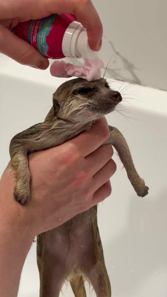 @TIMON THE MEERKAT
