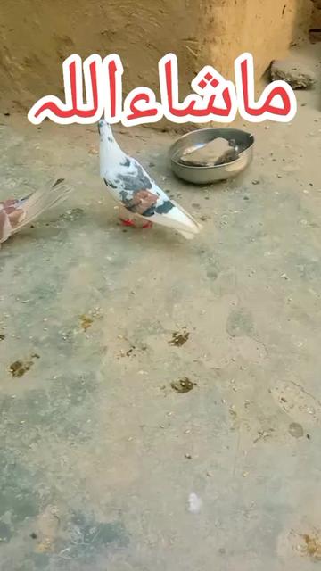 @SAJID JAAN 656