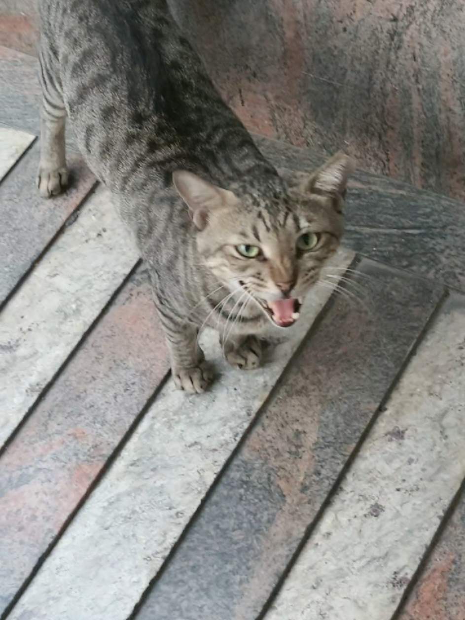 @🐾Feeding Stray Cats Daily🐈⬛