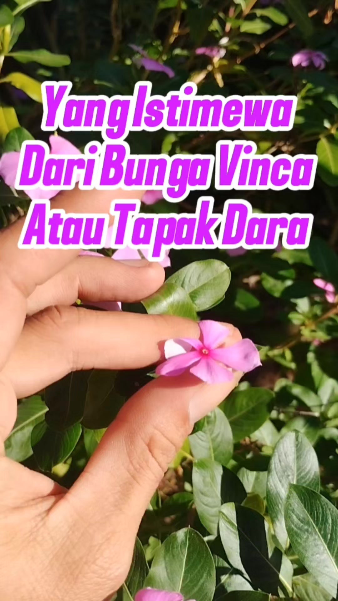 @Bukit Farming