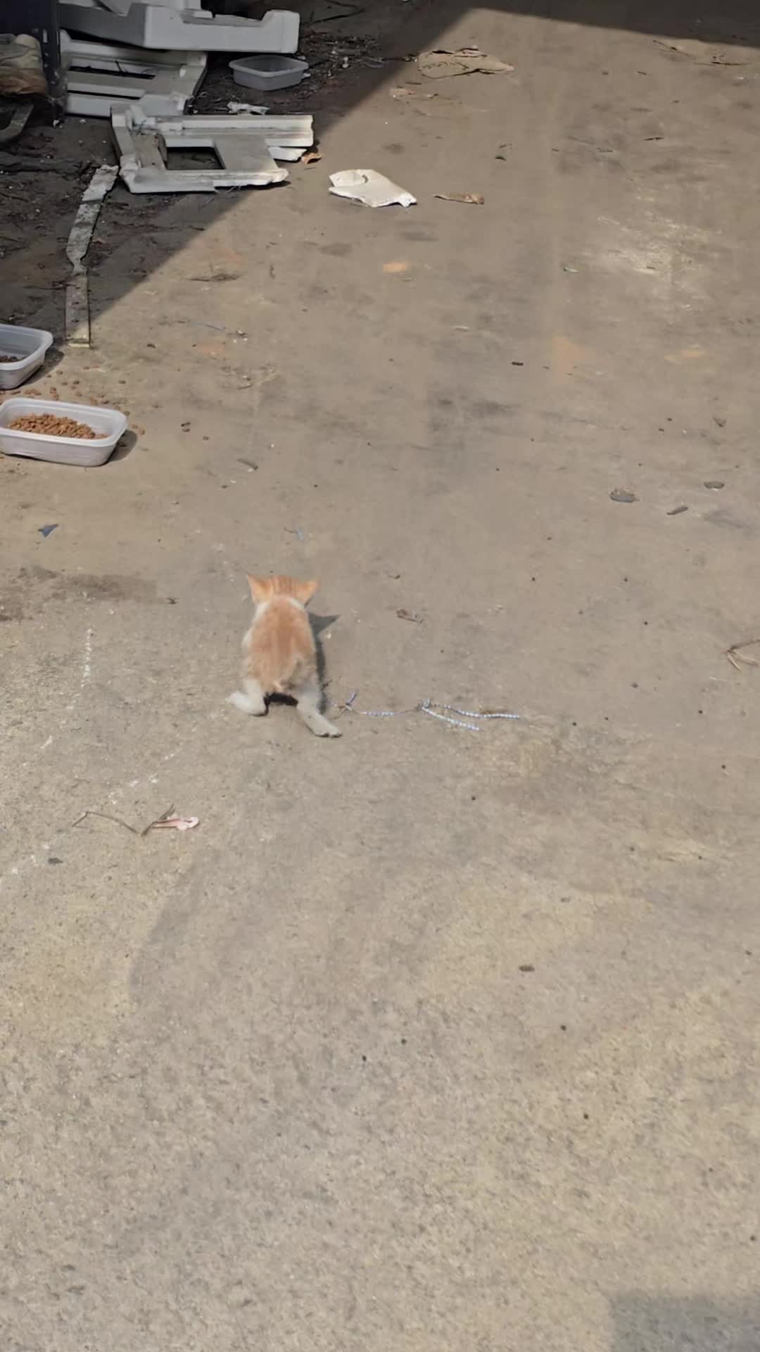 @고양이 형아