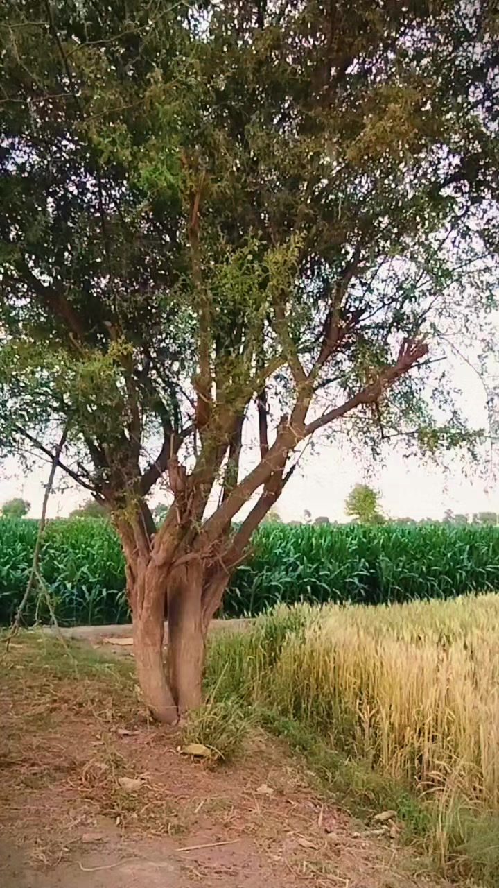 @usman Jani ⛎