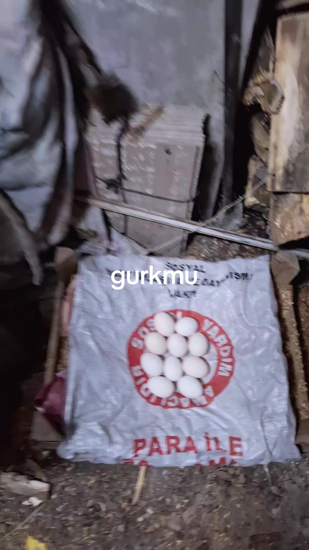 @g&uuml;lo g&uuml;l kız
