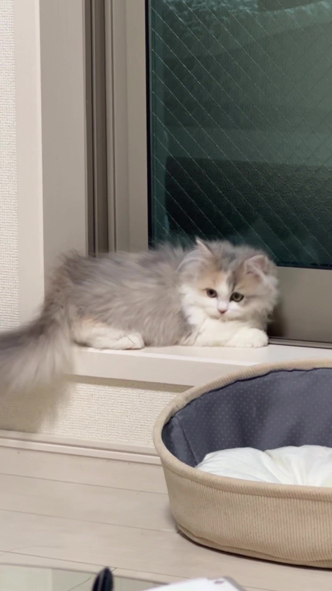 @ややとゆゆ