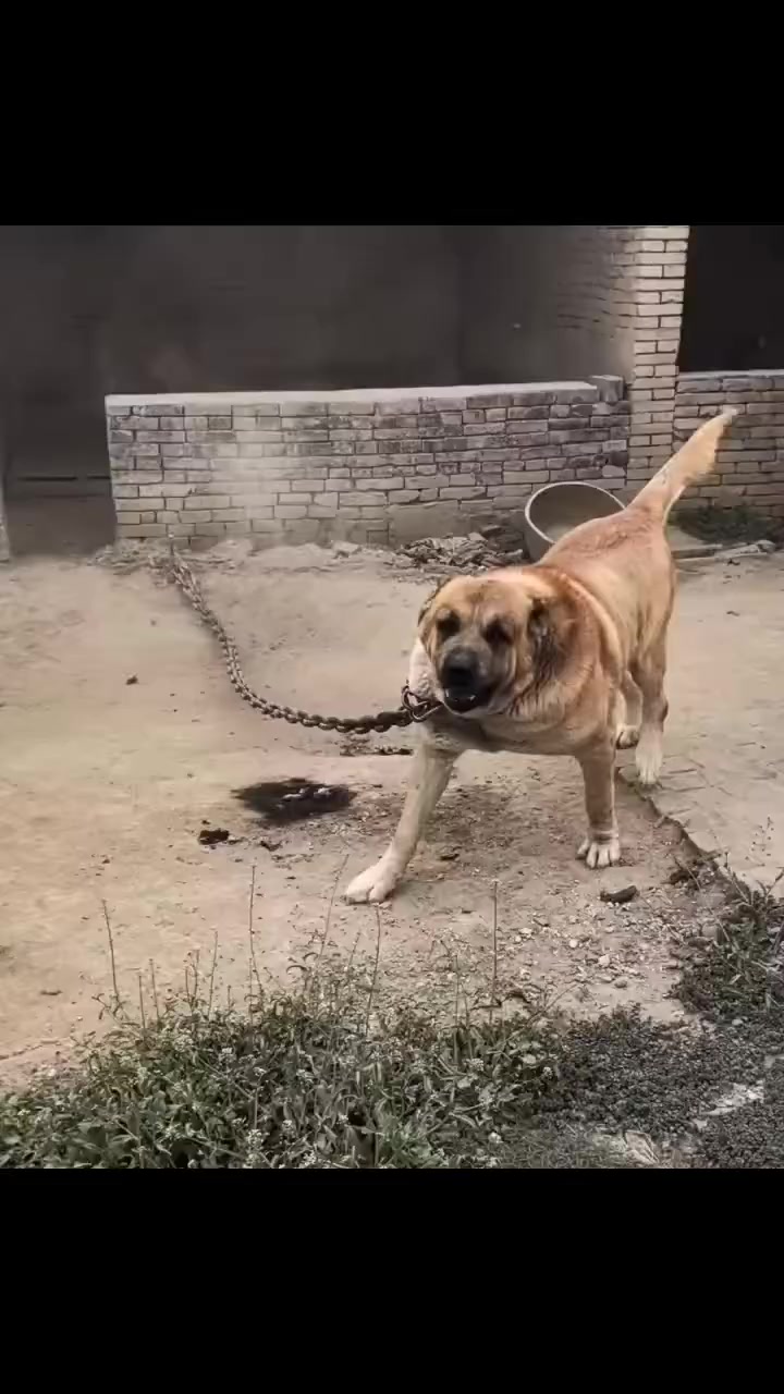 @şəmkir👊