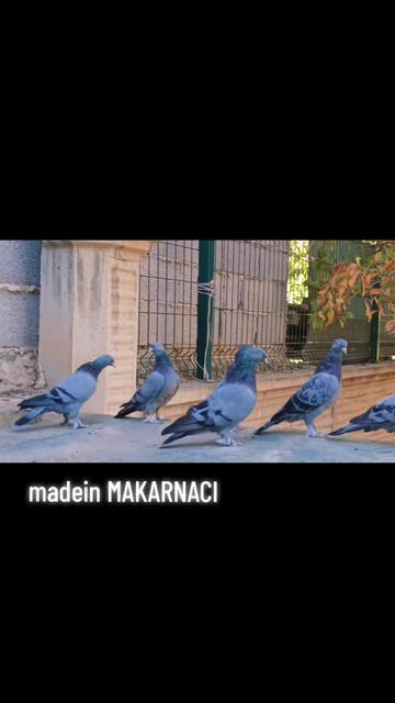 @Murat Makarnacı