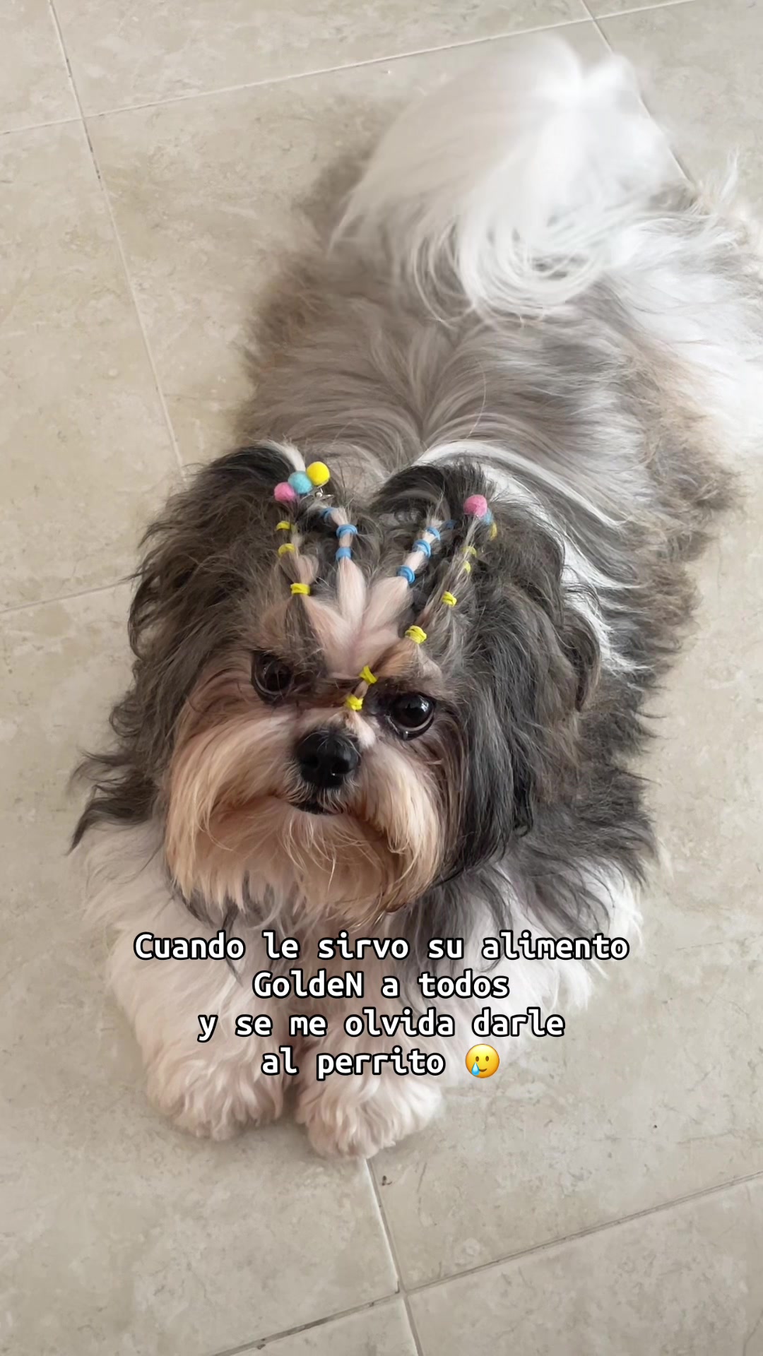 @appa_shihtzurp
