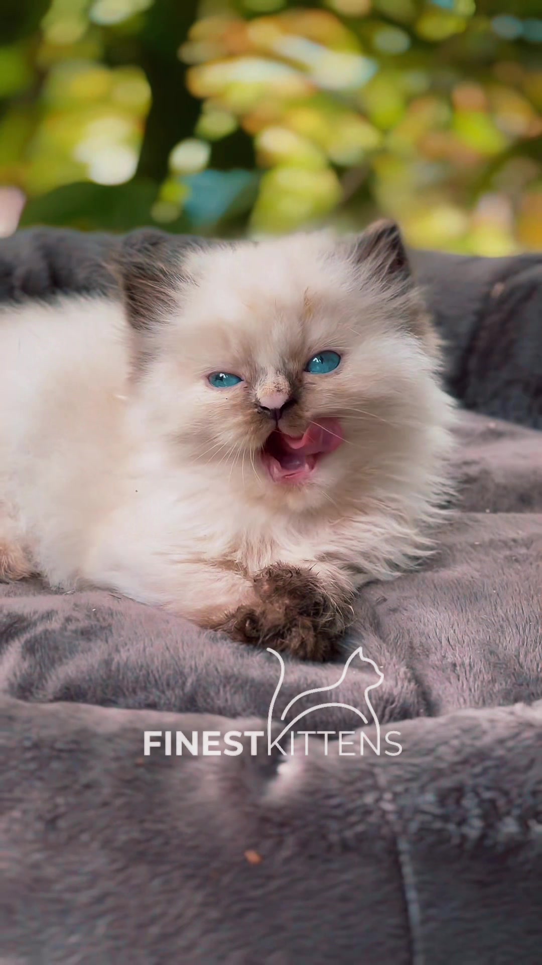 @FinestKittens