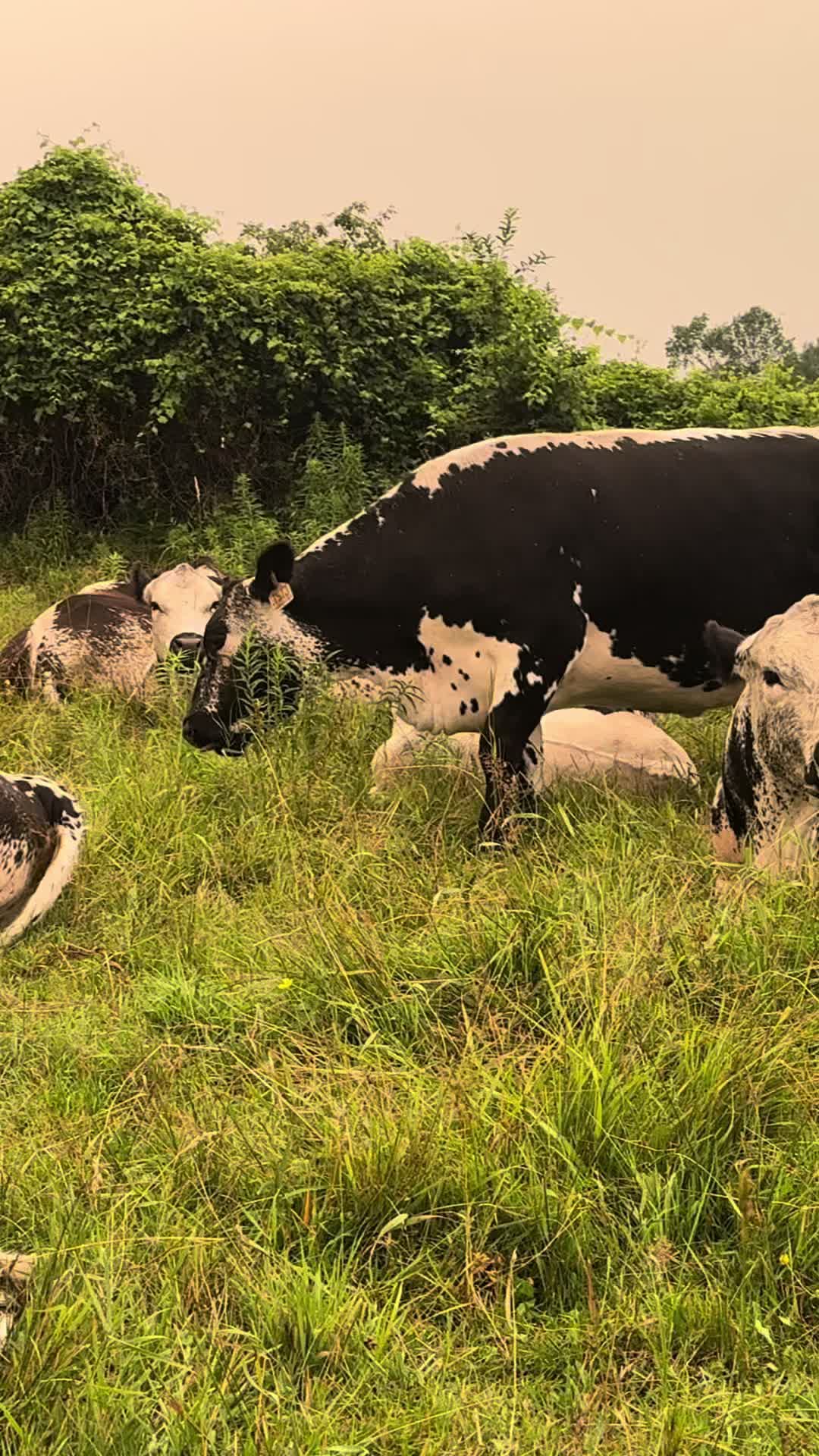 @Speckle Park Cattle 🇨🇦